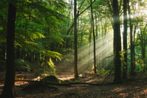 Forest, trees Forest, trees